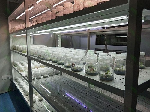 肇庆植物组织培养实验室设计建设方案